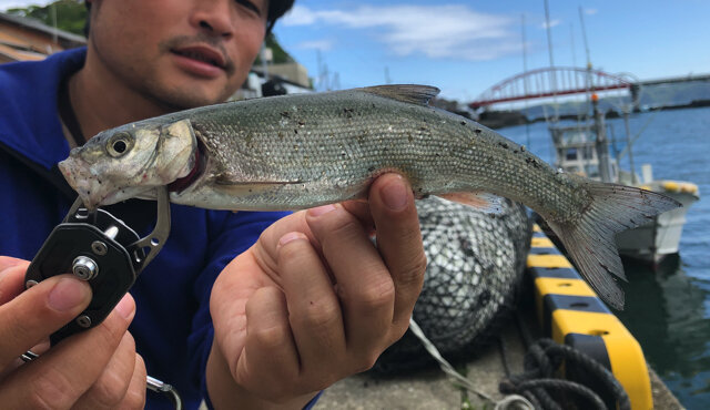 地味になったり派手になったり…『あつまれ どうぶつの森』で釣れる「ウグイ」ってどんな魚？【平坂寛の『あつ森』博物誌】