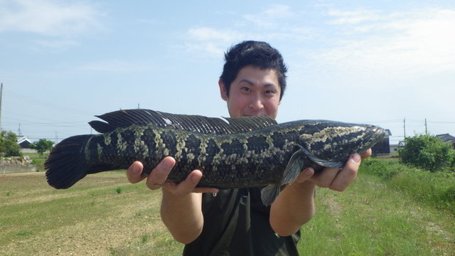 食べてよし、薬効もあり！？『あつまれ どうぶつの森』で釣れる「ドジョウ」について【平坂寛の『あつ森』博物誌】