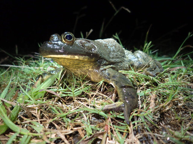 食べられます！『あつまれ どうぶつの森』で釣れる「ザリガニ」ってこんな生き物【平坂寛の『あつ森』博物誌】