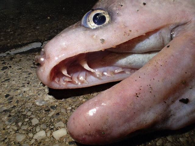 魚なのに…ヒレがない！？『あつまれ どうぶつの森』で釣れるウツボは魚類界の異端児【平坂寛の『あつ森』博物誌】