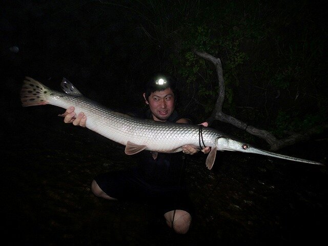 日本にも生息！？『あつまれ どうぶつの森』で釣れる「ガー」ってどんな魚？【平坂寛の『あつ森』博物誌】