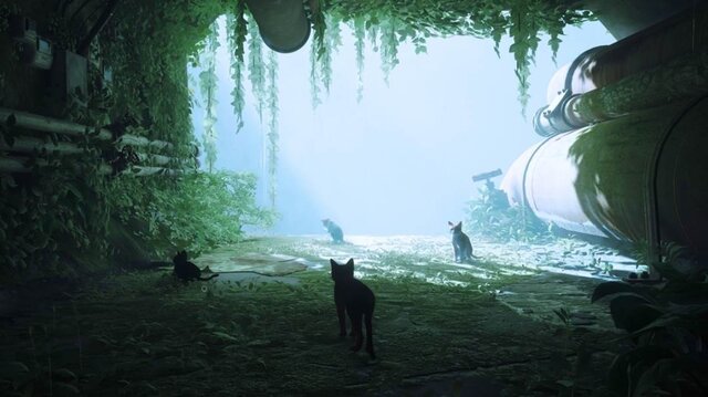 猫ゲー『Stray』は、どこまで「猫の魅力」に溢れているのか？ 猫飼いも納得の豊富なアクション＆猫あるあるを見よ！