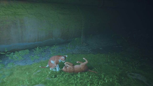 猫ゲー『Stray』は、どこまで「猫の魅力」に溢れているのか？ 猫飼いも納得の豊富なアクション＆猫あるあるを見よ！