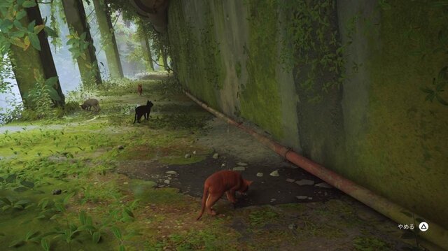 猫ゲー『Stray』は、どこまで「猫の魅力」に溢れているのか？ 猫飼いも納得の豊富なアクション＆猫あるあるを見よ！