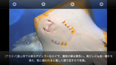 インテックと魚津、スマホ向けARアプリ『魚津水族館ARおさかな図鑑』リリース