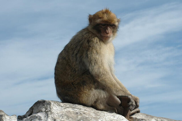 サル目 バーバリーマカク （Wikipediaより）